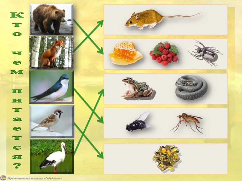 Кто чем питается?